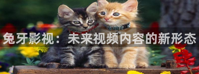 熊猫电影yy9y6：兔牙影视：未来视频内容的新形态