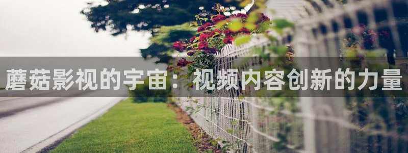 熊猫电影yy8y8免费看哪里：蘑菇影视的宇宙：视频内容创新的力量